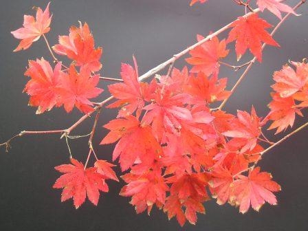 コハウチワカエデ（株） 千代田農園 ～植木の生産・販売～