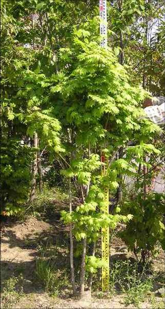 ヒナウチワカエデ（株） 千代田農園 ～植木の生産・販売～